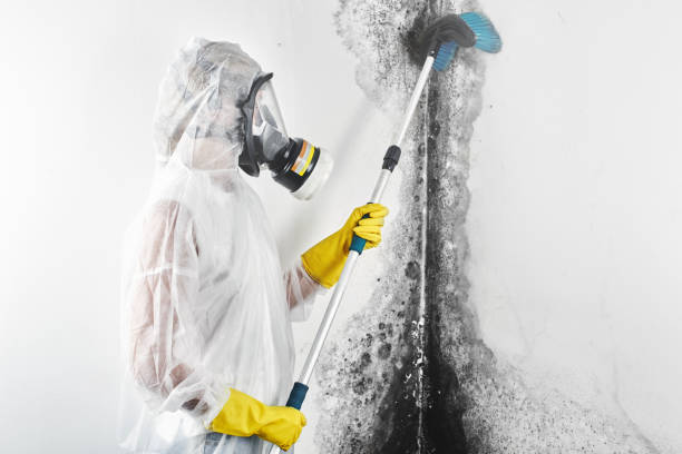 Best HVAC Mold Inspection and Cleaning  in Petoskey, MI